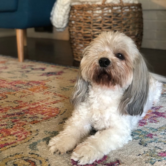 Meet your Posher, Casey - Picture 4 of 5